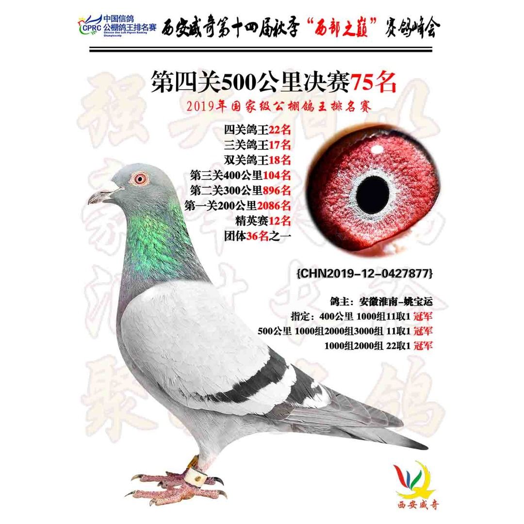 中国信鸽公棚鸽王排名赛 -- 中国信鸽协会官方网站