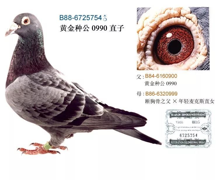 三,《詹森兄弟传奇》书介绍当今荷兰众多的养鸽家把誉为金手的史妙特