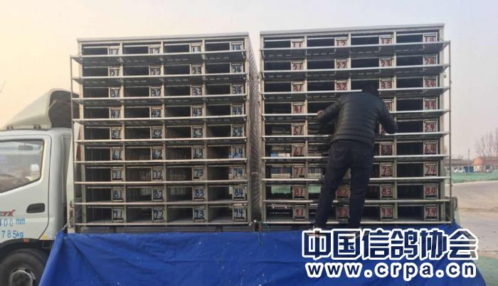 西城区信鸽协会 - 50公里训放固安开笼照