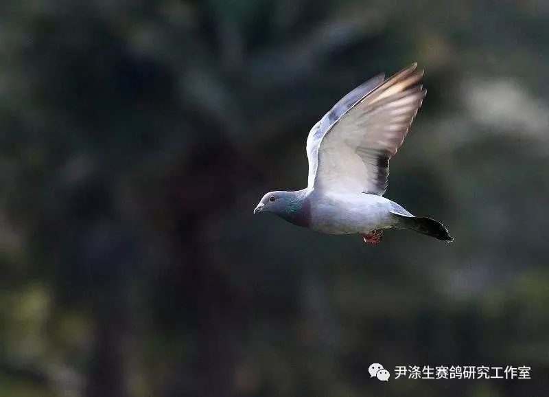 从赛鸽飞行动态鉴别好翅膀的秘籍
