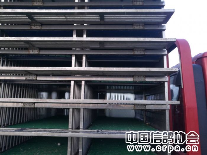 廊坊市信鸽协会国家赛开笼照