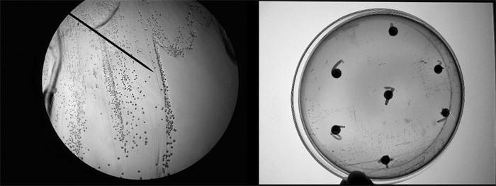 巴氏杆菌 显微镜图片