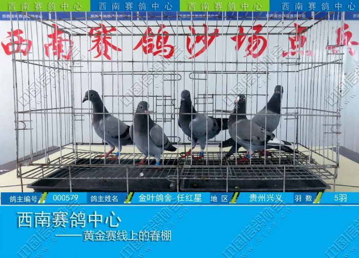 贵州西南赛鸽中心图片