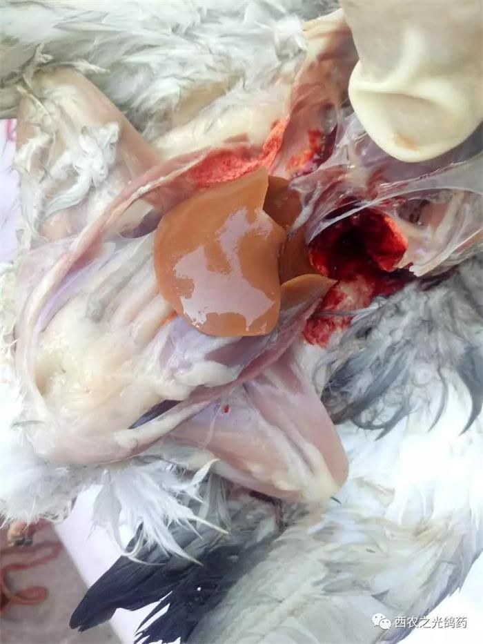 我不是"药神",你才是真正的"药神"