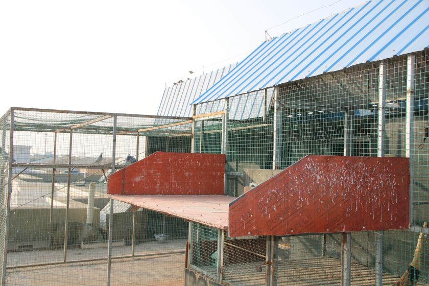 赛鸽降落台▲训鸽▲鸽王获得者集体合影留念▲五关鸽王冠军专栏作家