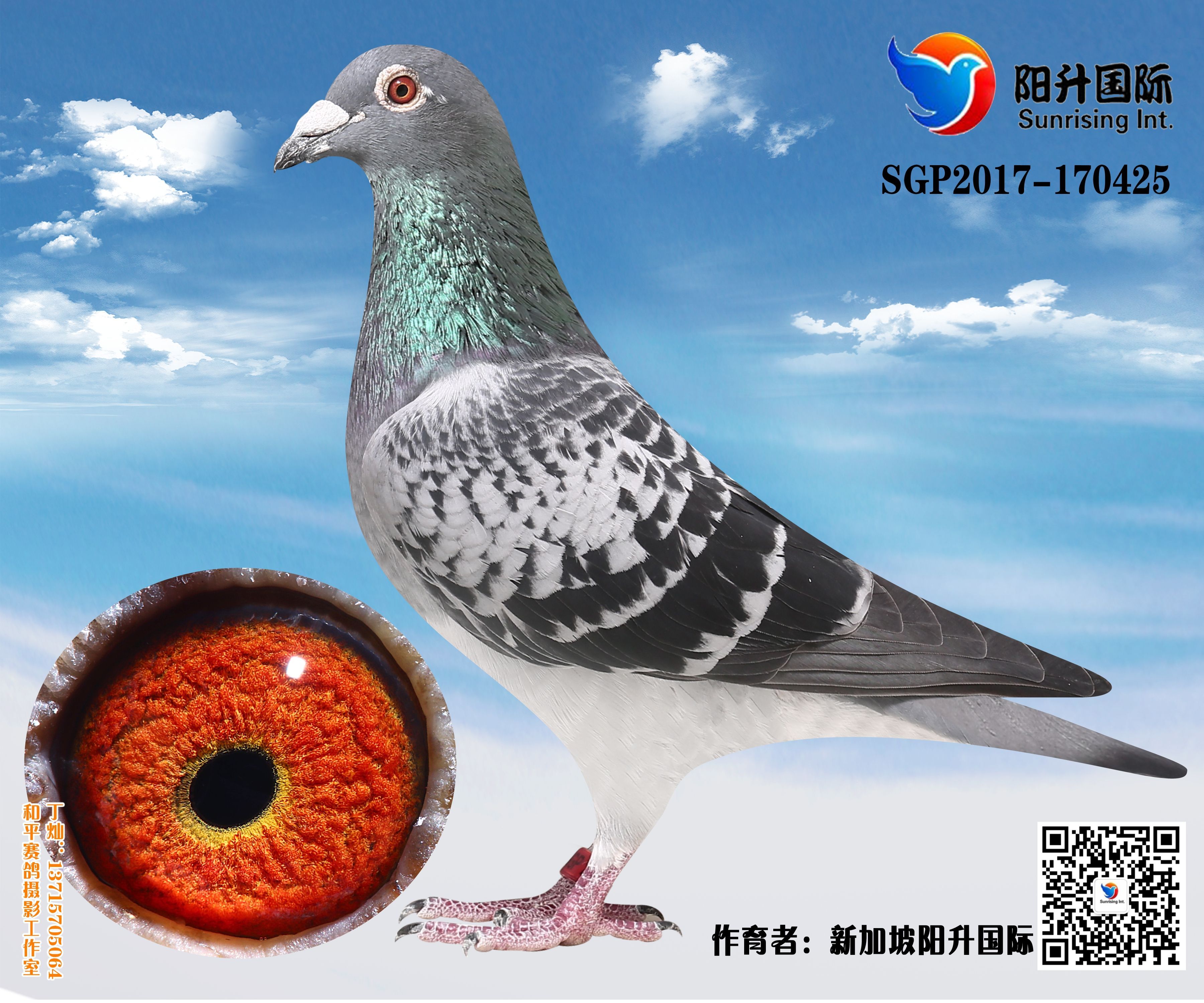 『阳升国际』优质鸽拍卖火热进行中!