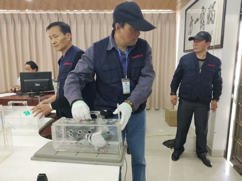 裁判人员正在给17号棚邱兵团队赛鸽进行赛鸽粘贴易碎贴,防伪标识