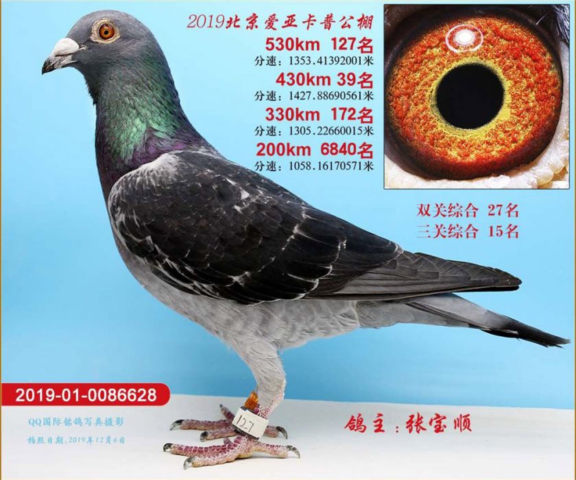 硕果累累北京爱亚卡普公棚鸽王誉望所归