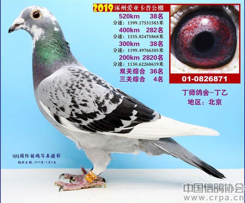 一举夺魁!涿州爱亚卡普公棚王者暂居榜首