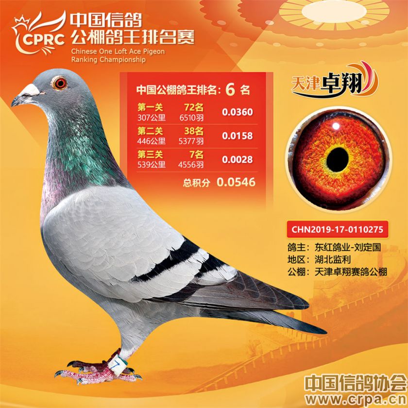 中国信鸽协会官方网站