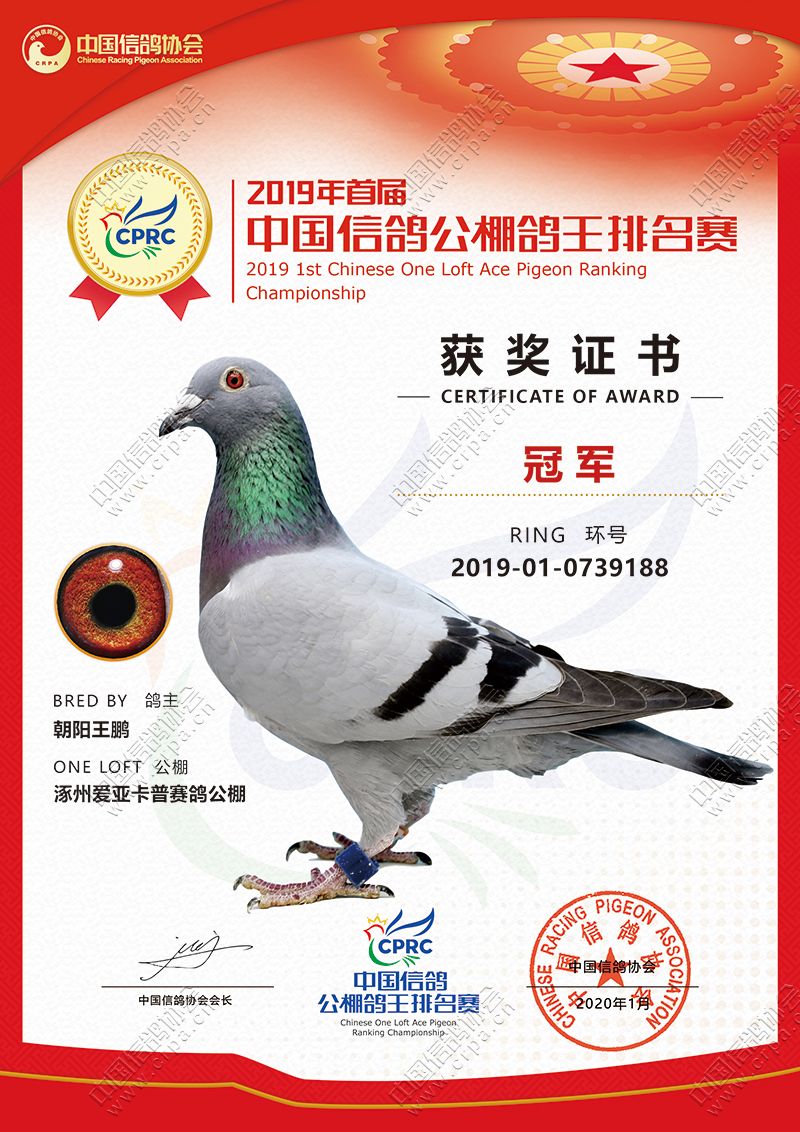 鸽凌飞檐,中国信鸽公棚鸽王排名赛奖杯惊艳亮相!