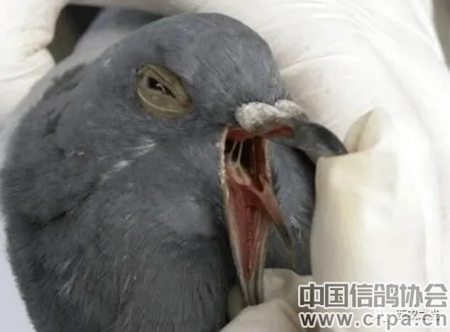 做好这几件事,单眼伤风不再复发!--中国信鸽协会官方网站