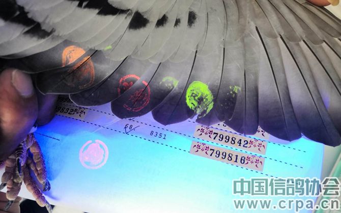 中国信鸽2020脚环查找图片