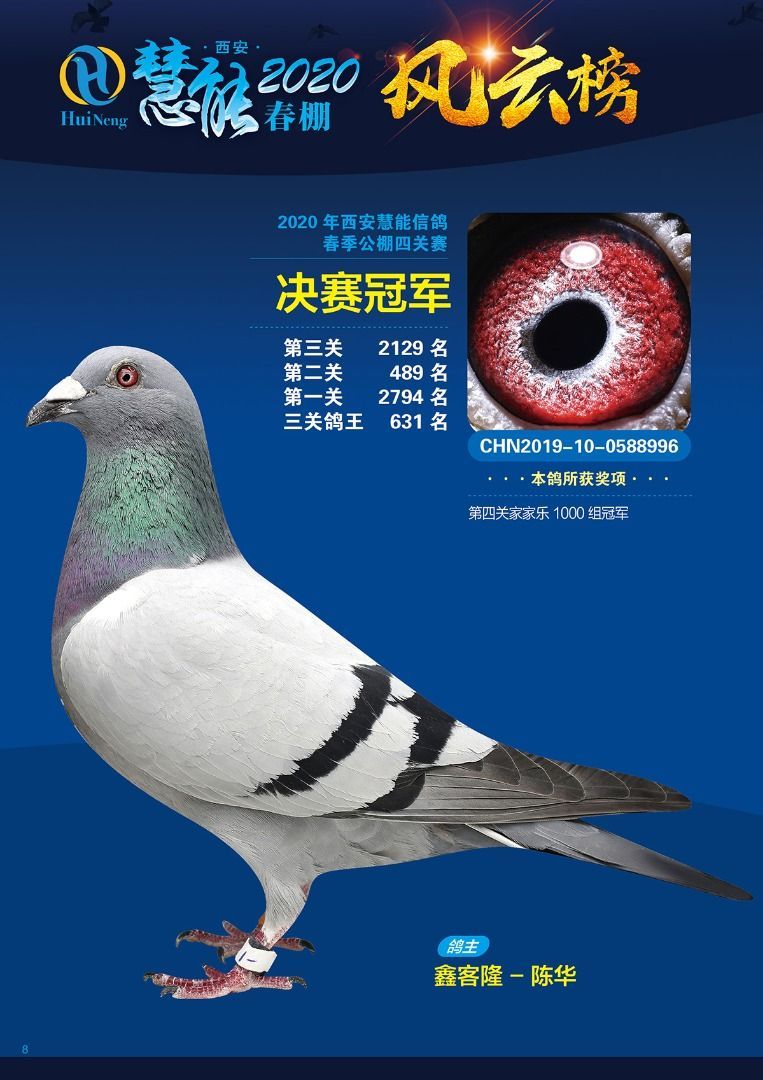 鸽声震三秦慧能春棚2020年网络同步拍卖会火热开拍