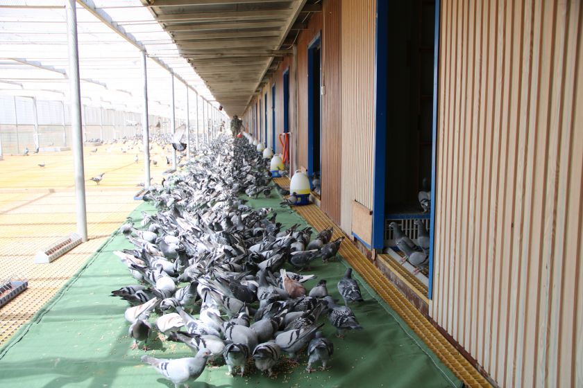 求真务实谋发展 冠达公棚有亮点