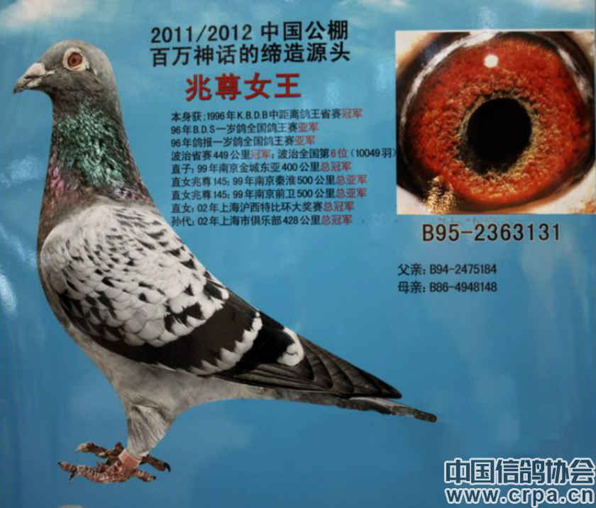 谨以此文缅怀兆尊馆胡维奇先生--中国信鸽协会官方网站