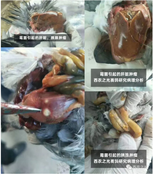 中国信鸽协会官方网站