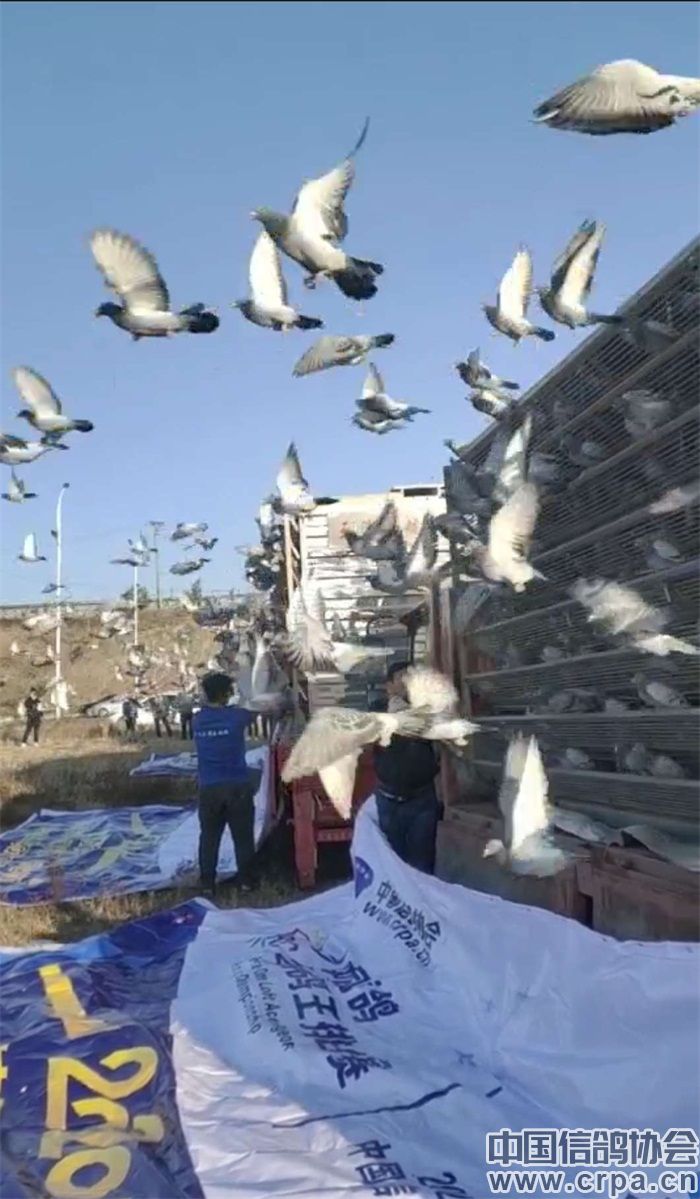 开笼放飞以下为本场比赛执裁相关图片:▲裁判组集鸽前会议▲逐羽