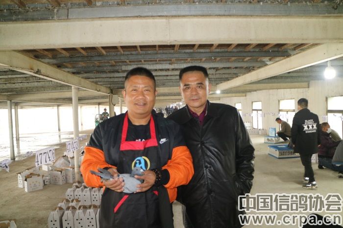 沈愚(左二)和同行的鸽友在慧能探鸽留影▲翅膀很漂亮的红轮鸽▲直播