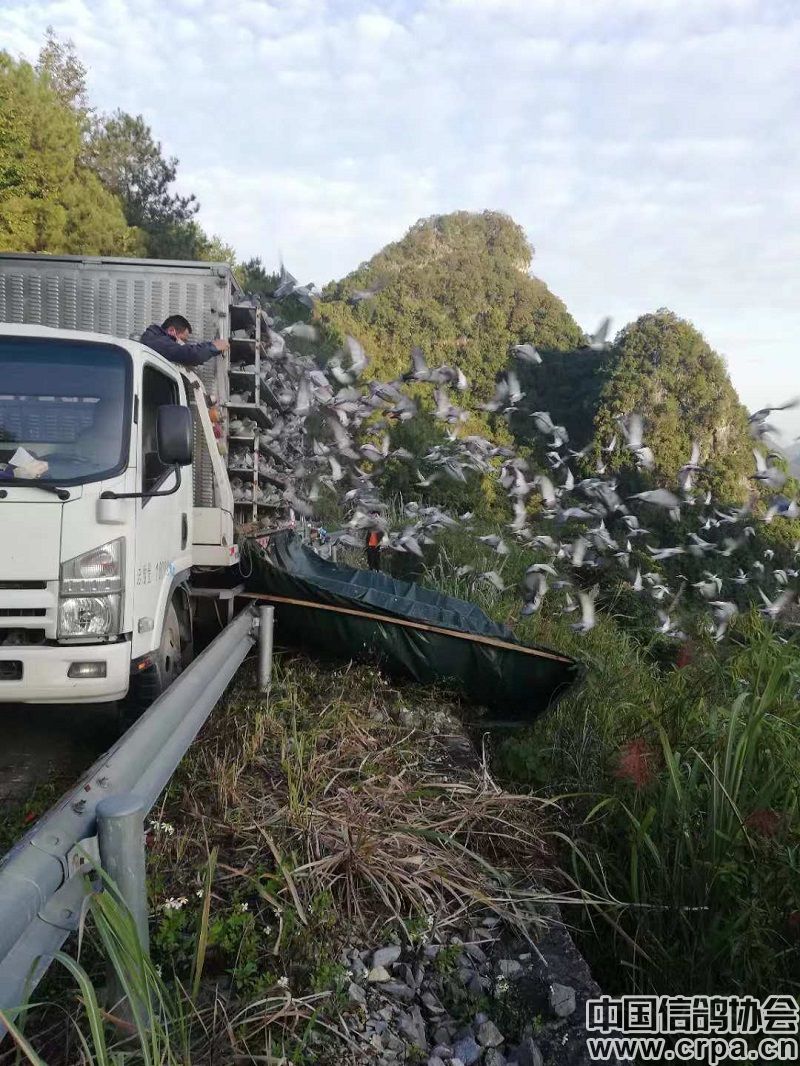 贵州姜军鸽舍图片