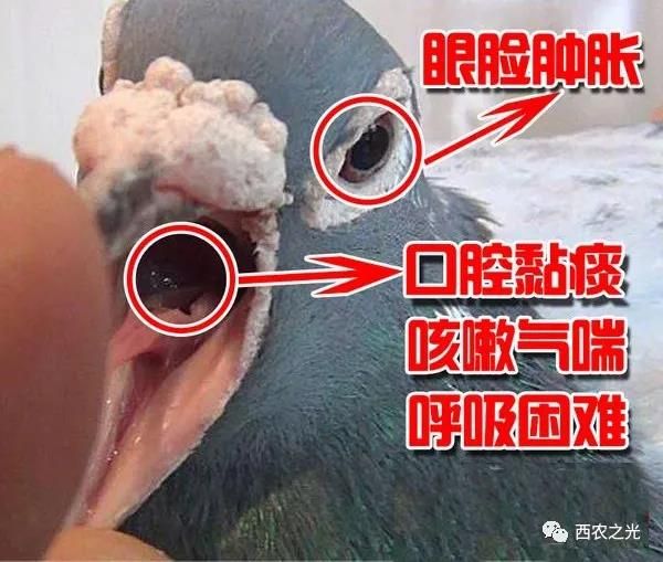 新城疫,流感和鸽痘等病毒的侵袭引起赛鸽的呼吸道病,我们主要通过疫苗