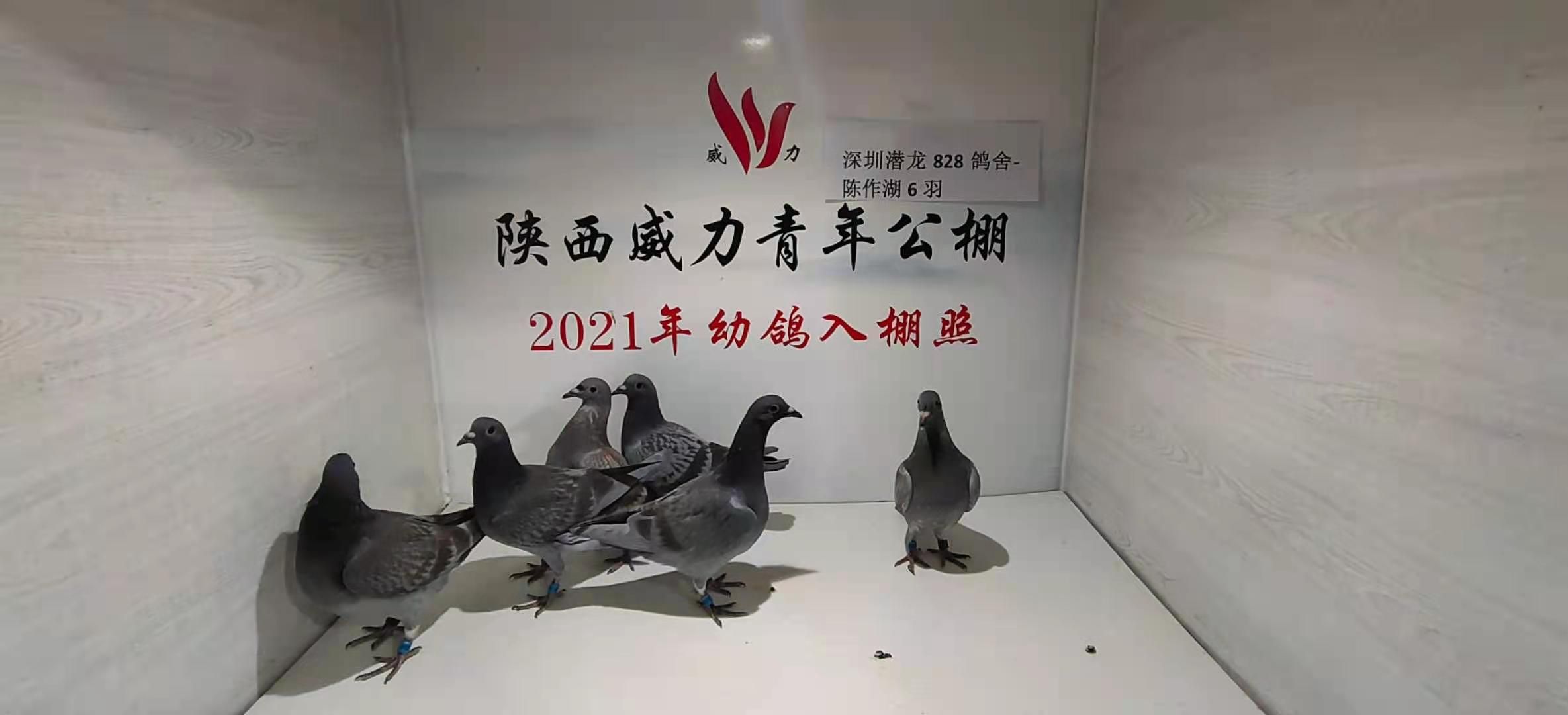 陕西威力青年公棚3月24日幼鸽入棚图集--中国信鸽协会官方网站