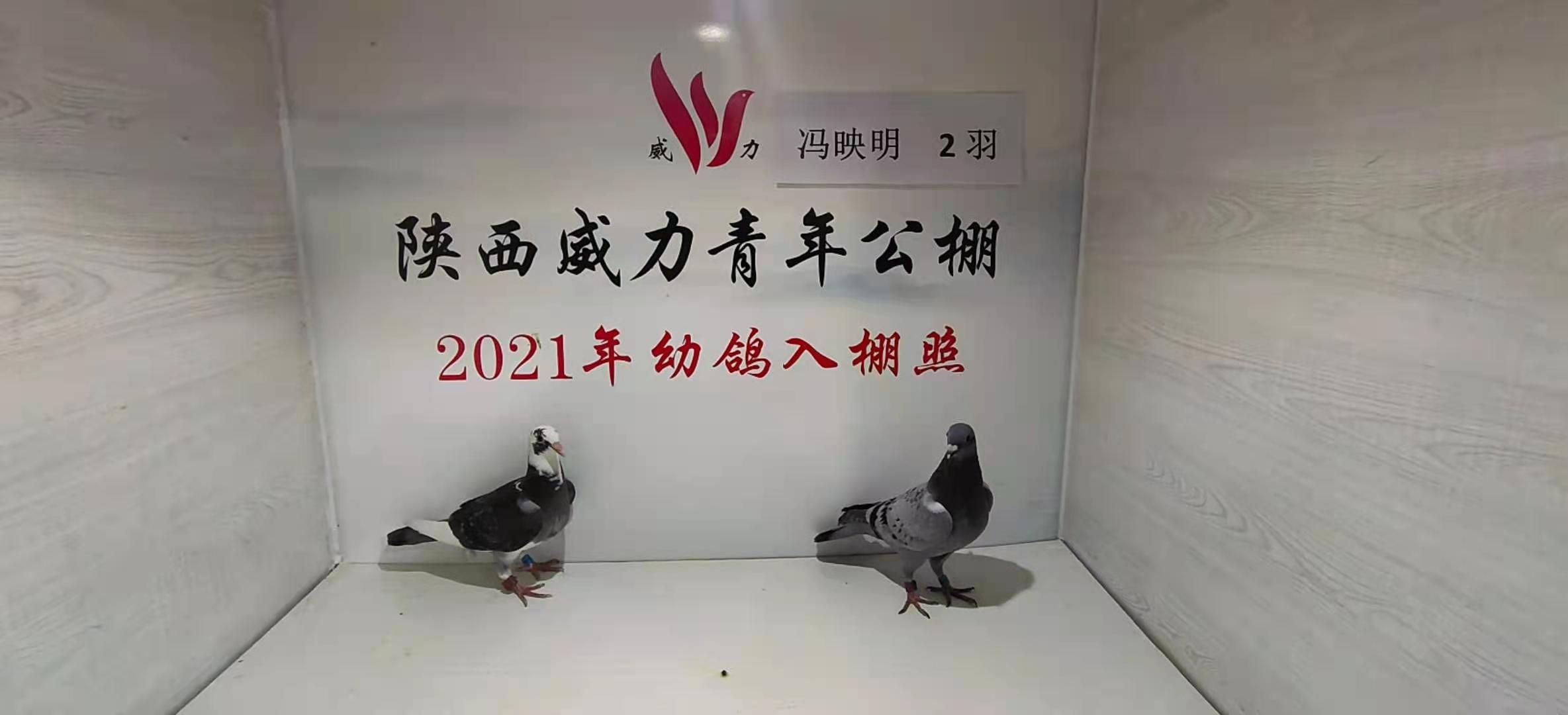 陕西威力青年公棚3月24日幼鸽入棚图集--中国信鸽协会官方网站