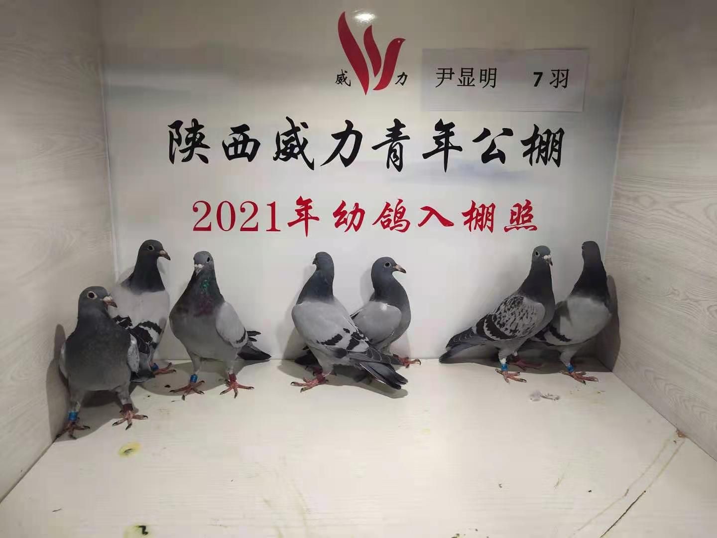 陕西威力青年公棚3月25日幼鸽入棚图集