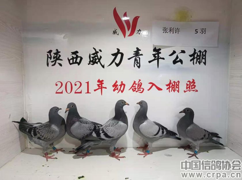 陕西威力青年公棚6月13日幼鸽入棚图集--中国信鸽协会官方网站