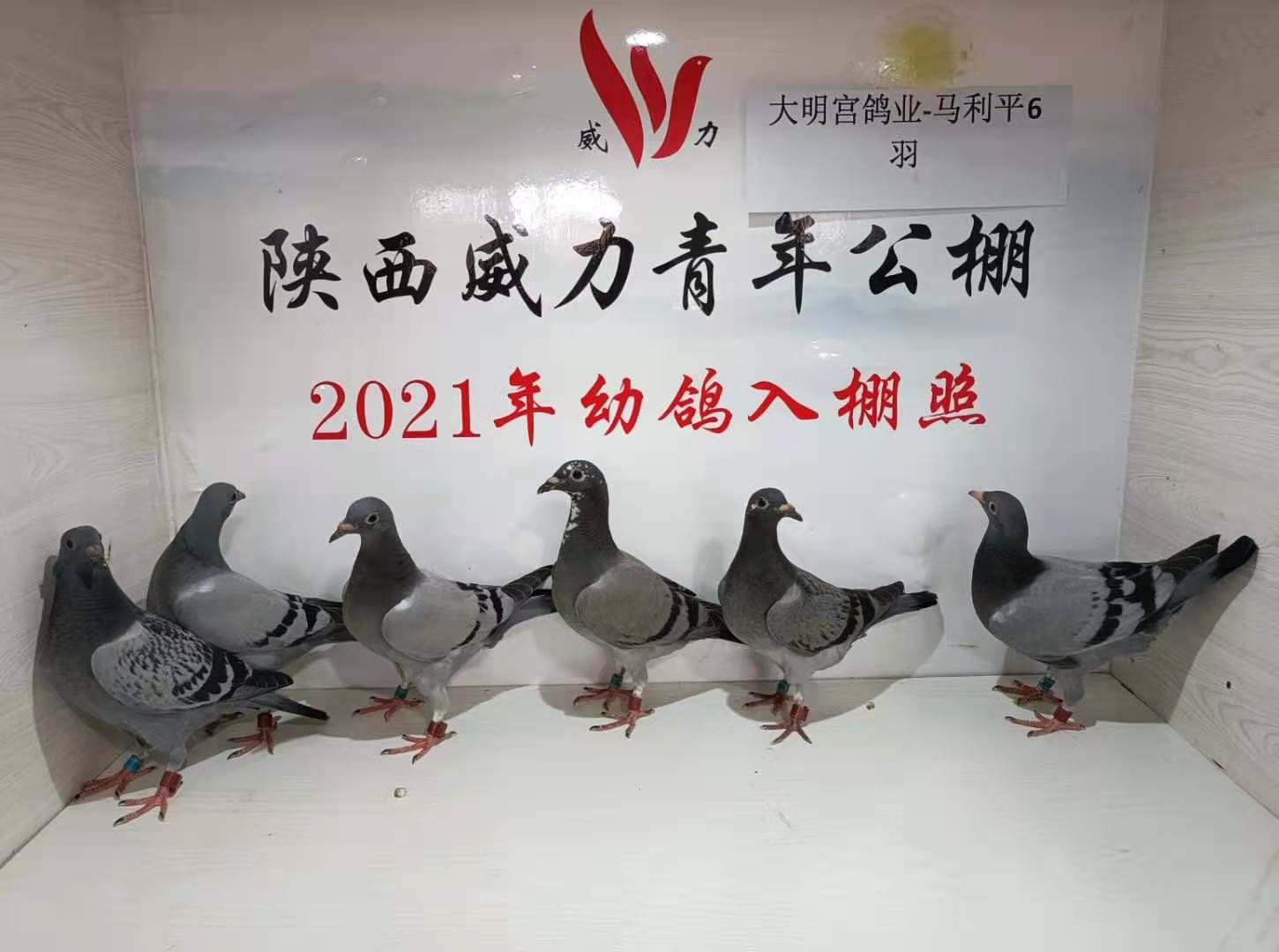 陕西威力青年公棚6月15日幼鸽入棚图集1--中国信鸽协会官方网站