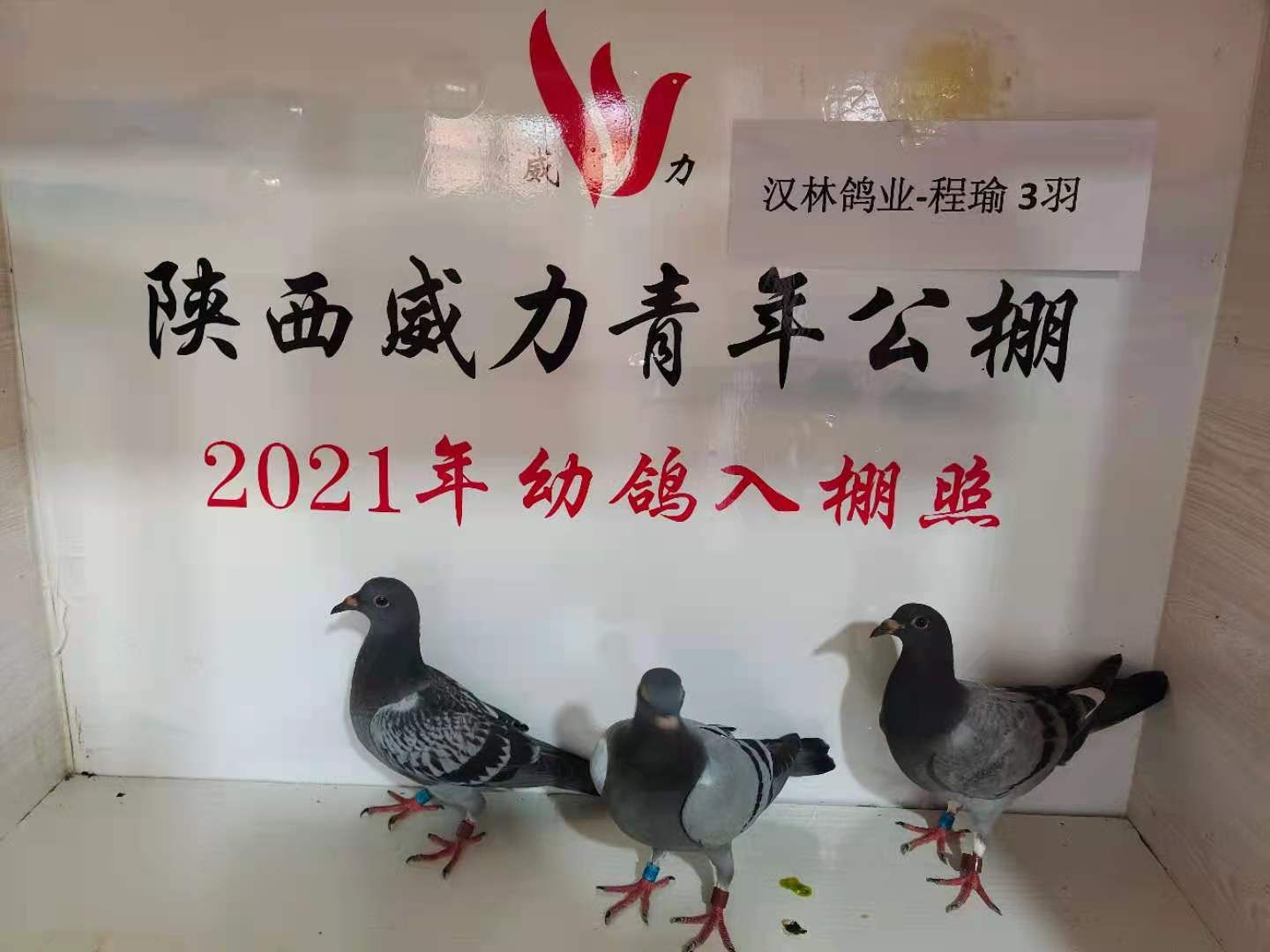 陕西威力青年公棚6月30日幼鸽入棚图集--中国信鸽协会官方网站