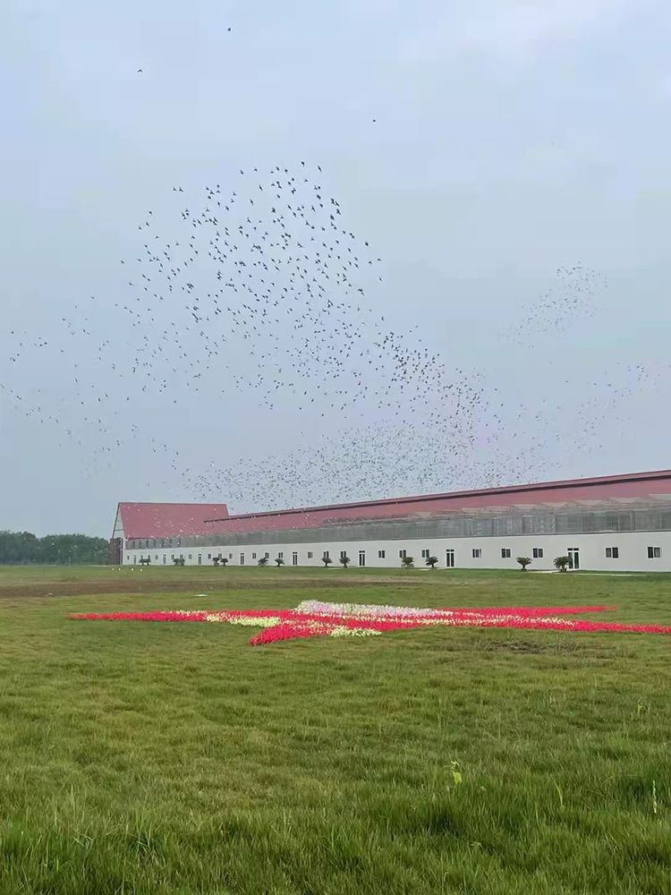 开创者国际赛鸽公棚(春棚)收鸽工作首战告捷 -- 中国信鸽协会官方网站