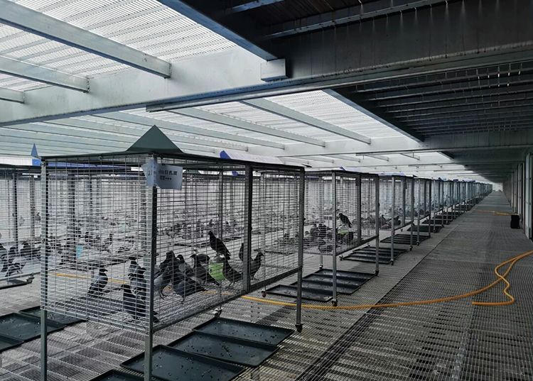 以高质量的服务创造公棚赛事奇迹—河北久盟国际赛鸽公棚(春棚)