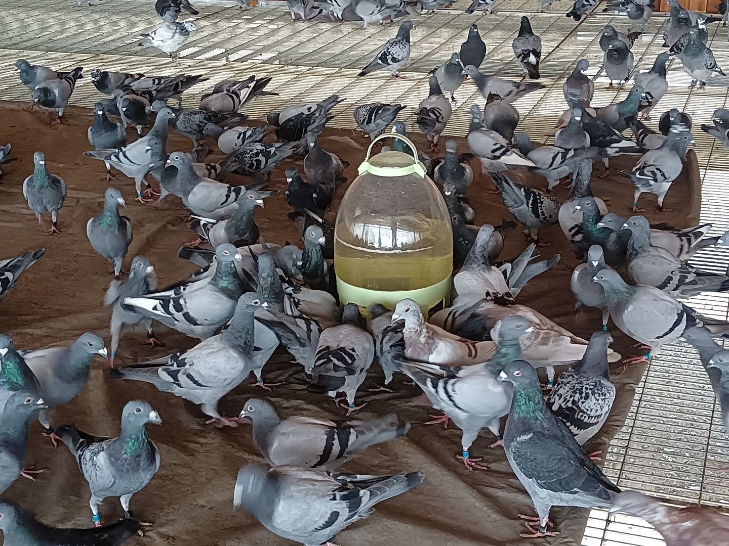 甘肃帝珲:幼鸽进食篇