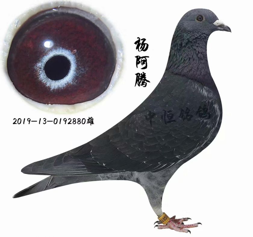 米歇尔贝克杨阿腾54