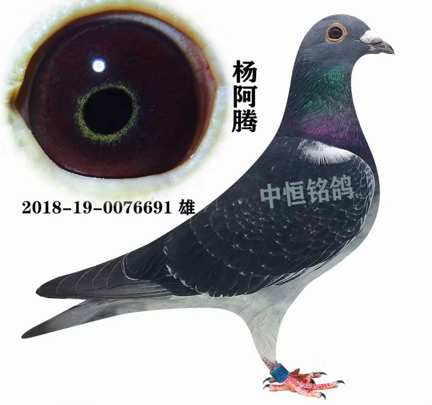 米歇尔贝克杨阿腾658 -- 中恒鸽业