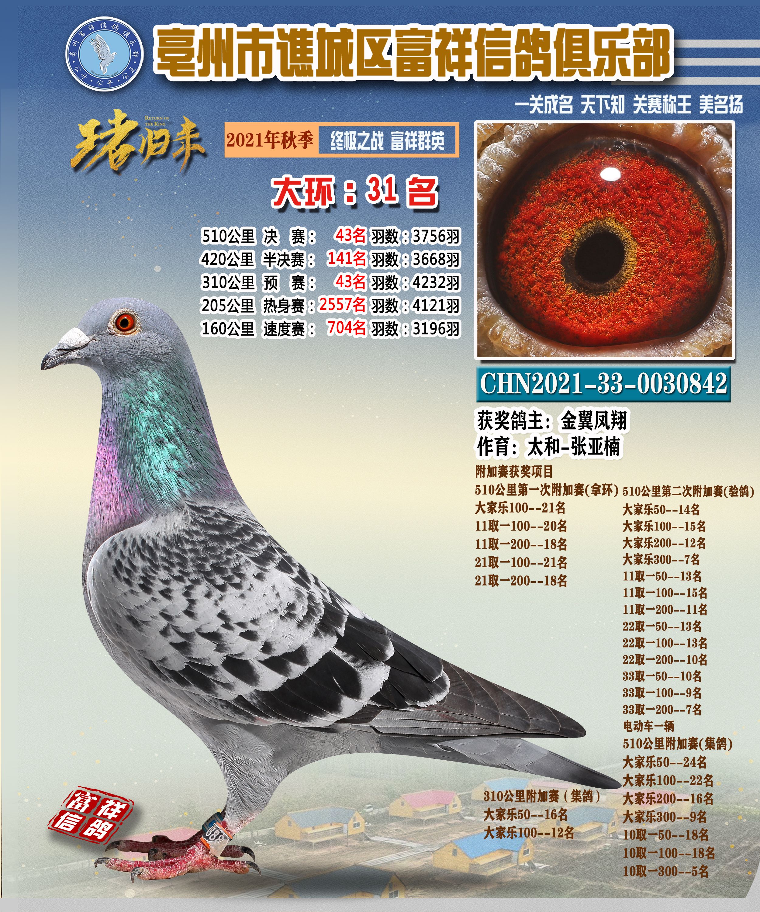 "富祥特比"300特比获奖鸽照片(临时①)