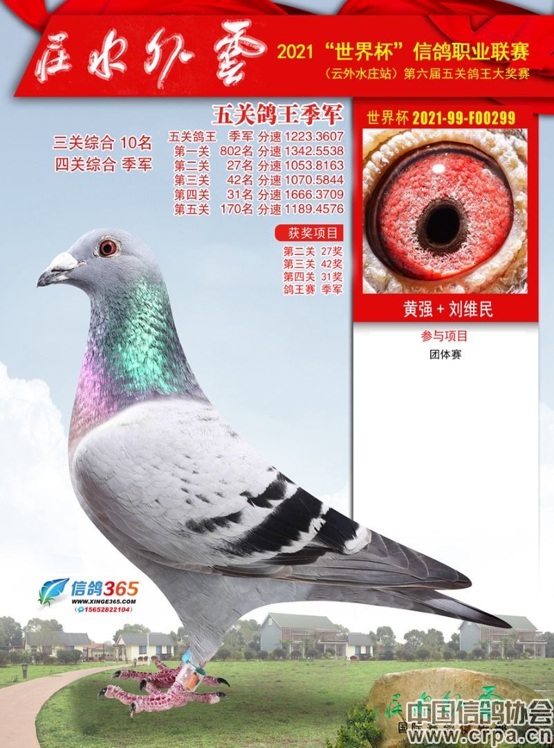 2021年"世界杯"职业信鸽联赛(云外水庄站)获奖鸽网络拍卖会盛启--中国