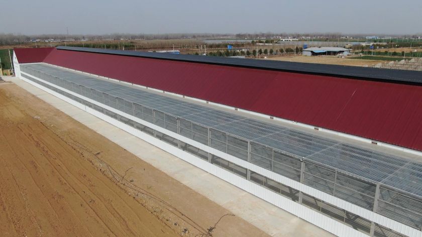 河南奥蕴赛鸽公棚2022年崭新起程