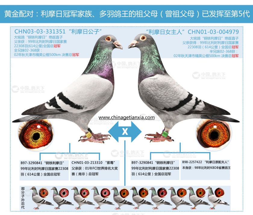 利摩日黄金配对直孙 -- 中国信鸽协会官方网站