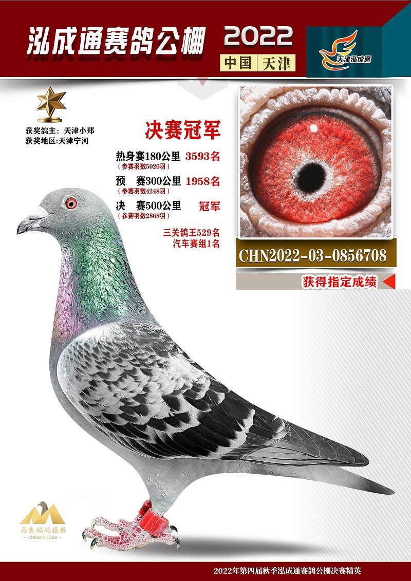 中国信鸽协会官方网站