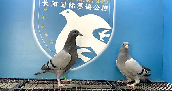 长阳国际赛鸽公棚秋棚第一届3月22日幼鸽入棚照片