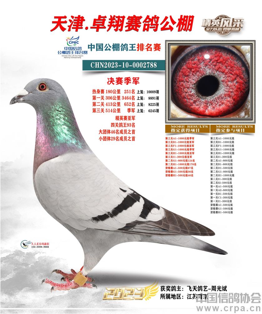 鸽坛盛宴巅峰对决2023年鸽王赛天津卓翔站获奖鸽拍卖大会即将拉开帷幕