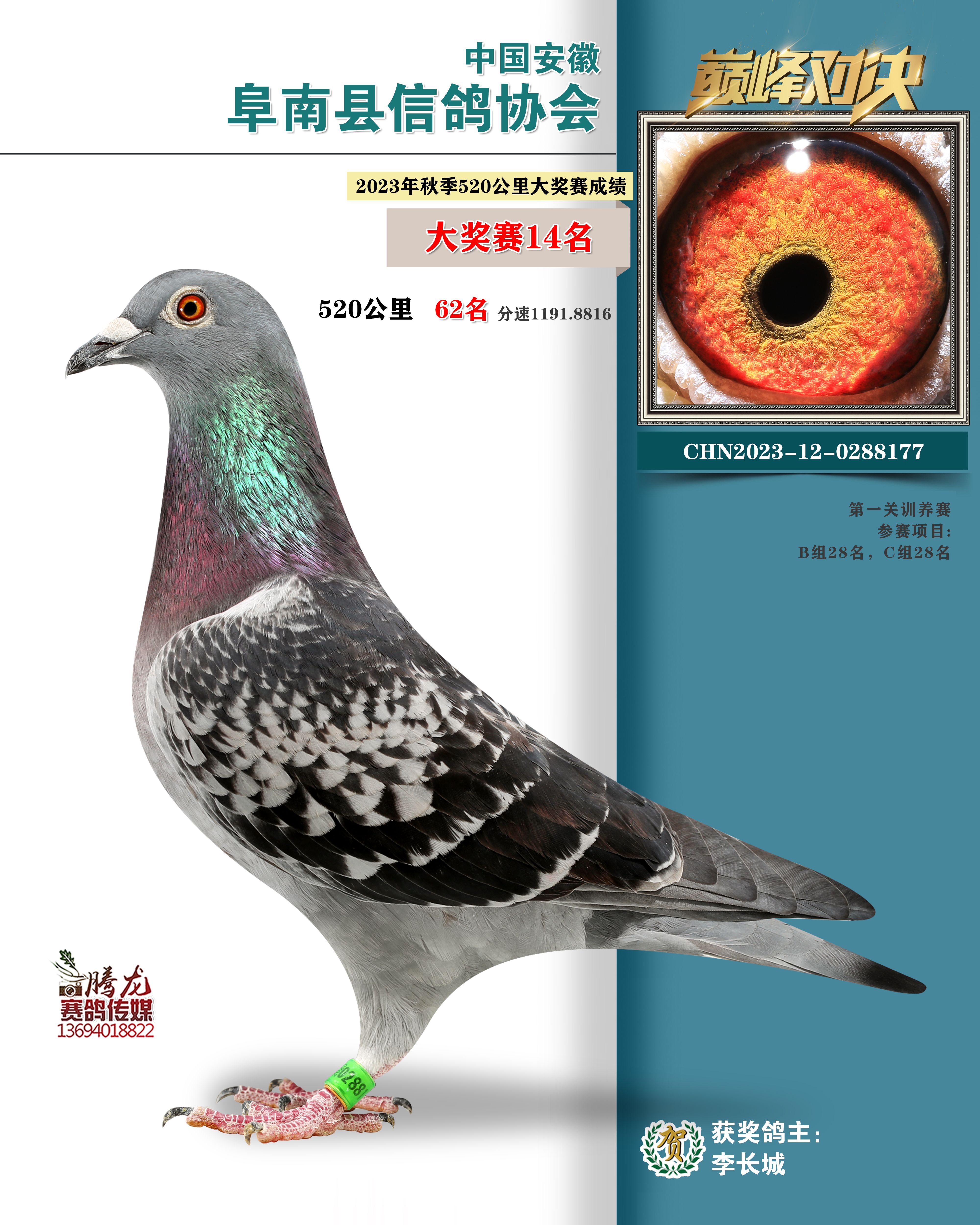 2023年秋季520公里大奖赛获奖鸽照片