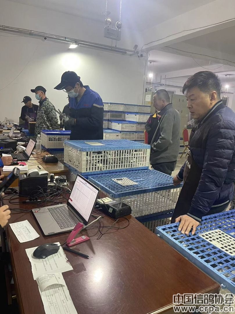 北京琨泰佳华赛鸽俱乐部2024年春赛第三场邯郸服务区集鸽完毕