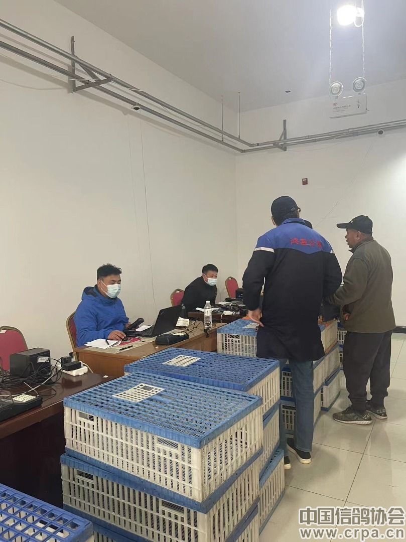 北京琨泰佳华赛鸽俱乐部2024年春赛第三场邯郸服务区集鸽完毕