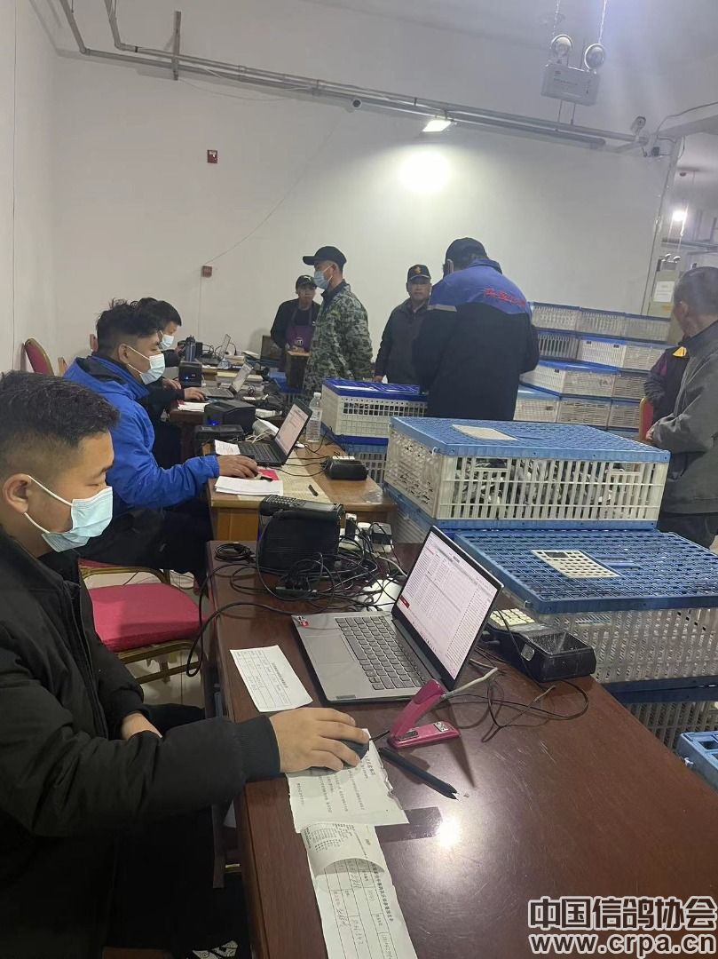 北京琨泰佳华赛鸽俱乐部2024年春赛第三场邯郸服务区集鸽完毕