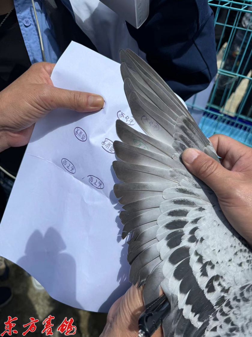 探索新赛线 勇闯迷魂阵 ——翠枫园春棚2024年春