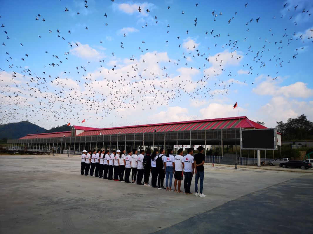 贵州红枫大棚赛鸽中心图片
