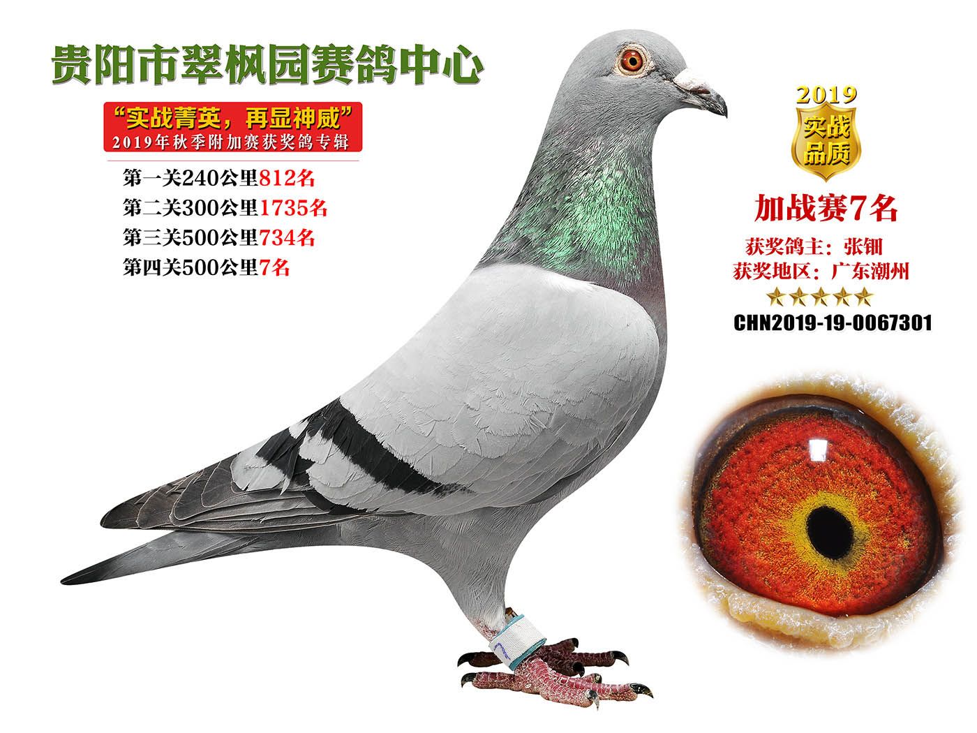 贵州翠枫园赛鸽寄养棚图片